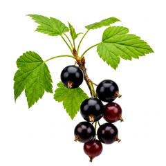 black currant isolated on white background