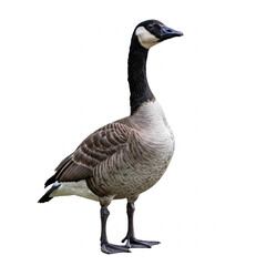 goose on a white background