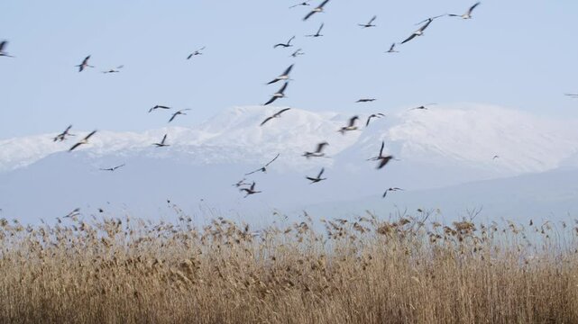 flock of Common Crane (Grus grus) flying in the hula Valley.