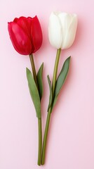Pair of vibrant red and white tulips arranged in a straight line on a soft pink background for a fresh look