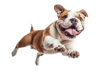 Bulldog joyfully jumping in mid-air, capturing the essence of playfulness and energy in a bright setting, cut out