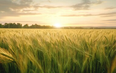 Obraz premium Sunlit wheat field stretching to the horizon in spring warmth