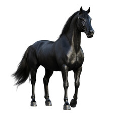 Obraz premium Majestic Black Stallion Powerful and Proud Presence