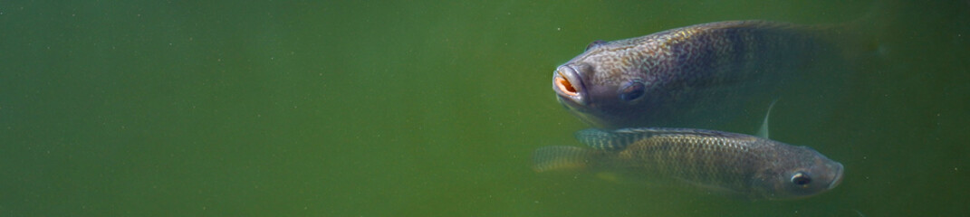 fish swimming in green water