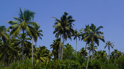 Fototapeta premium tall coconut palm trees against a bright blue sky in poover island