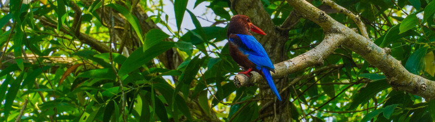 kingfisher bird perched on a tree branch in a dense tropical forest