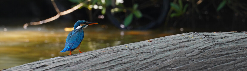 a kingfisher bird perched on tree's branch