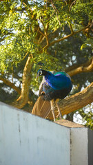 blue peacock resting on a tree branch