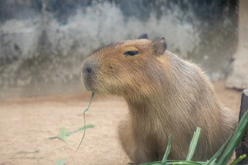 A large, brown capybara sits in a sandy enclosure, munching on a blade of grass.