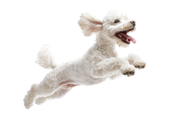 Playful white dog leaps joyfully with ears flapping in bright indoor setting