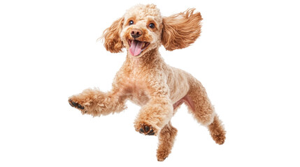 Happy poodle jumps playfully in studio setting during bright daylight