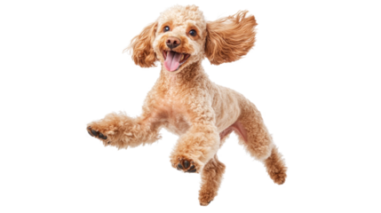 Happy poodle jumps playfully in studio setting during bright daylight