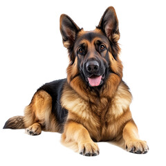 A beautiful German Shepherd dog lies comfortably, exuding a playful spirit, Captivating German Shepherd Dog Isolated on a transparent background