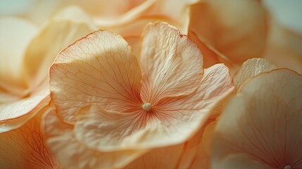 A close-up of delicate petals on a flower, symbolizing natureâ€™s beauty and softness, ideal for floral-themed wallpapers or designs evoking tranquility and natural elegance