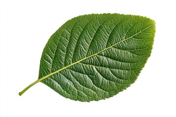 Obraz premium Green leaf isolated on white