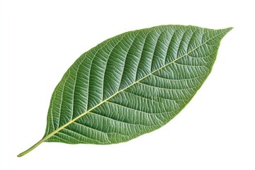 Obraz premium Close-up of a vibrant green leaf (1)