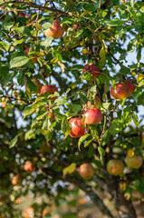 An abundance of ripe, red apples hanging from the branches of an apple tree.