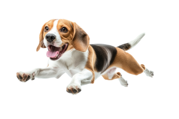 Beagle joyfully leaps in mid-air showcasing agility and playfulness in a bright, clean setting
