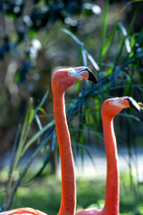 American Flamingo (Phoenicopterus ruber), found in the Caribbean, standing in shallow water with vibrant plumage