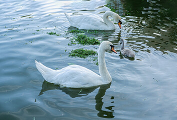 Naklejka premium Graceful Swan Swimming in Serene Lake.