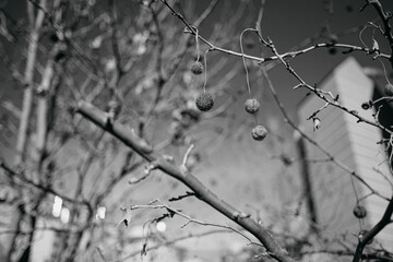 Black and White Tree Branches