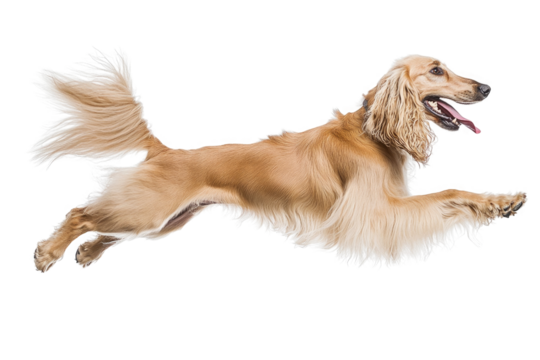Dog running joyfully in a playful manner with flowing fur in an open space on a bright day