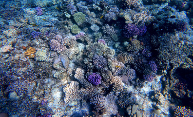 coral reef underwater in red sea, hurgada egypt africa