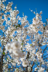 Spring time is coming