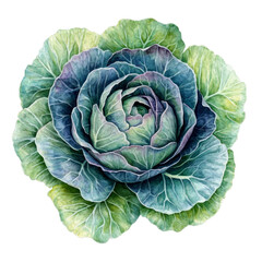 Obraz premium Vibrant green cabbage showcasing intricate leaf patterns against a clean transparent backdrop ready for culinary use, slice cabbage isolated on transparent background