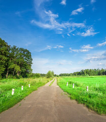 Road with a few trees in the background and a clear blue sky