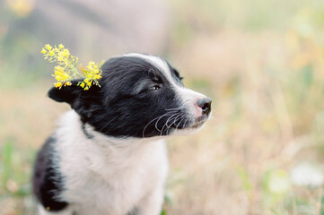Pure-hearted puppy rests sun-kissed meadow pure soul shining in gentle expression pure essence of youth blending with nature symbolizing warmth and kindness puppy sits with delicate flower behind ear