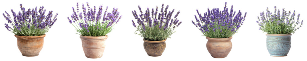 Fototapeta premium Elegant Lavender Plant in a Stylish Clay Pot Transparent Background