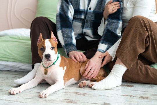 Anonymous man and woman spending time together with their dog at home