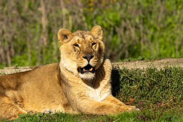 African Lion (Panthera leo), found in sub-Saharan Africa, resting in the savanna with golden fur and mane