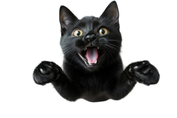 Black cat with a joyful expression energetically leaping towards the camera against a white background,cut out 