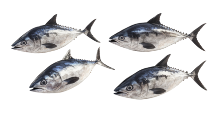 Fresh tunas displayed on a white background highlighting their shiny scales and fresh appearance for seafood lovers