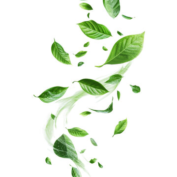 Fototapeta Dynamic swirling motion of green leaves isolated against a transparent transparent background, abstract green leaves swirling motion isolated transparent background