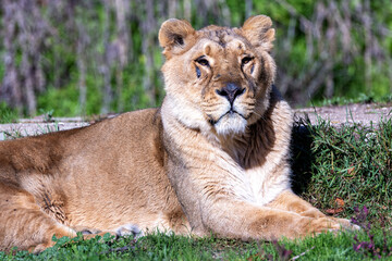 African Lion (Panthera leo), found in sub-Saharan Africa, resting in the savanna with golden fur and mane