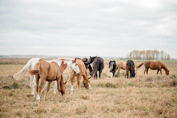 Natural feeding of horses natural environment Horses of different colors walk calmly pasture and enjoy fresh grass which ensures mental and psychological health concept of horse keeping conditions
