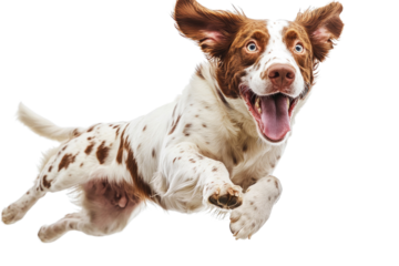 Happy dog jumps joyfully in mid-air against a plain background during a playful moment,cut out 