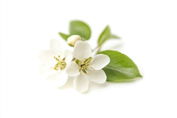 Obraz premium A single white flower sits among lush green leaves on a pure white background, ideal for use in designs where simplicity and elegance are key