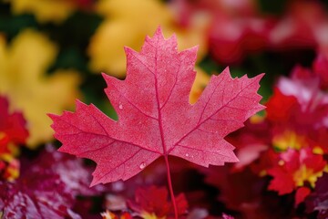 Close-up shot of a vibrant red leaf surrounded by colorful flowers