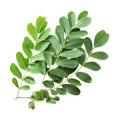 Fototapeta premium Fresh tamarind leaves arranged neatly on a clean transparent background highlighting their vibrant green color, tamarind leaves isolated on transparent background