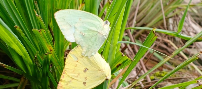 Two butterflies, one yellow and one green, mating on a green grass plant, showcasing insect reproduction in their natural habitat. - Powered by Adobe