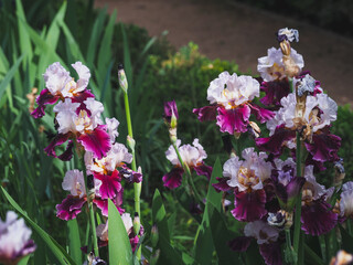 Beautiful iris blooming in spring, Madrid 