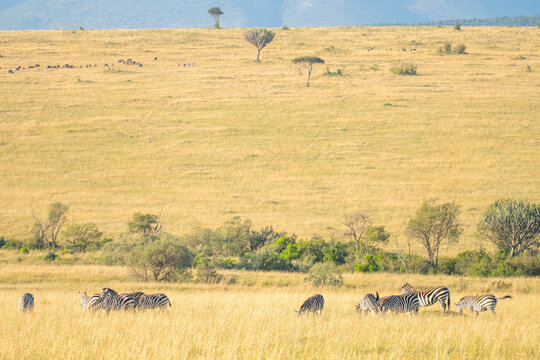 Zebras grazing on the golden savannah plains