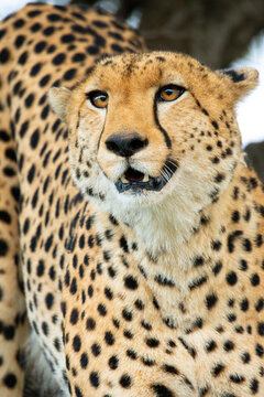 Close-up portrait of a cheetah in a natural setting