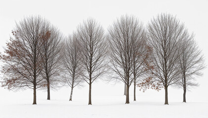 trees in the snow