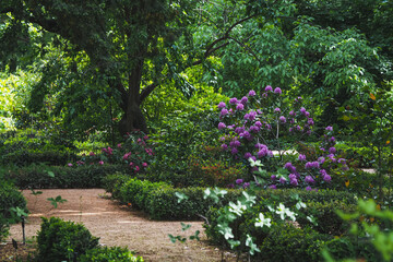 Beautiful rhododendron blooms in spring, Madrid 