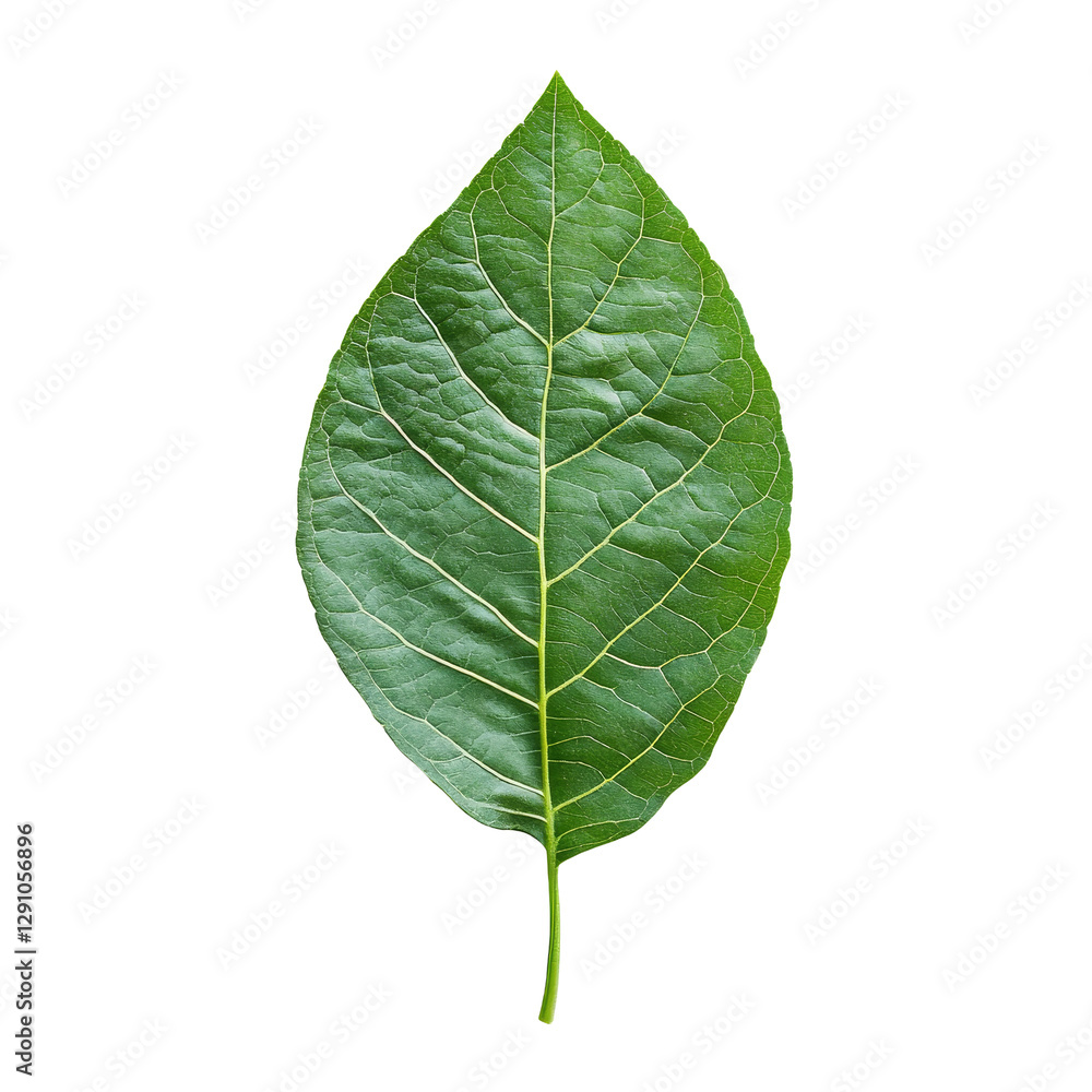 Poster fresh green leaf resting on a transparent background showcasing its texture and vibrant color in nat